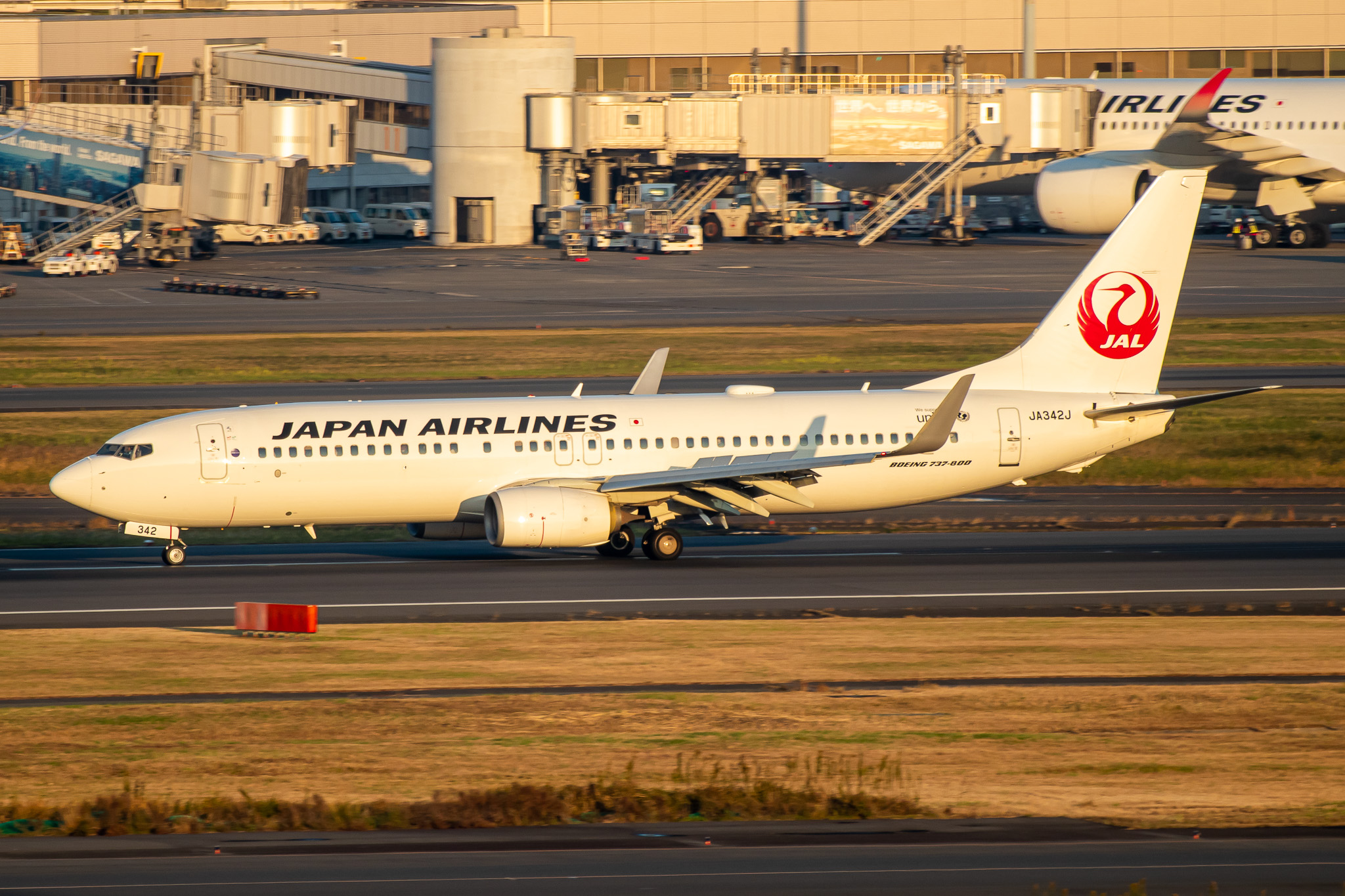 Full size: Japan Airlines Boeing 737-800 JA342J at Tokyo-Haneda Airport