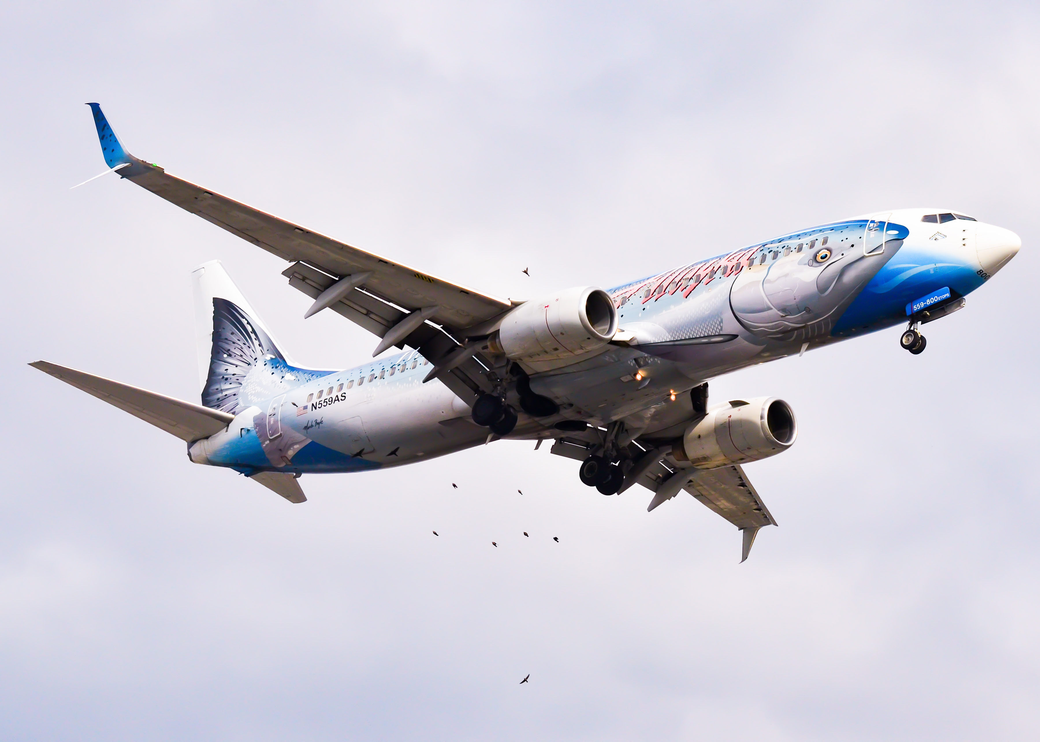 Full size: Alaska Airlines Boeing 737-800 N559AS at Newark Liberty International Airport