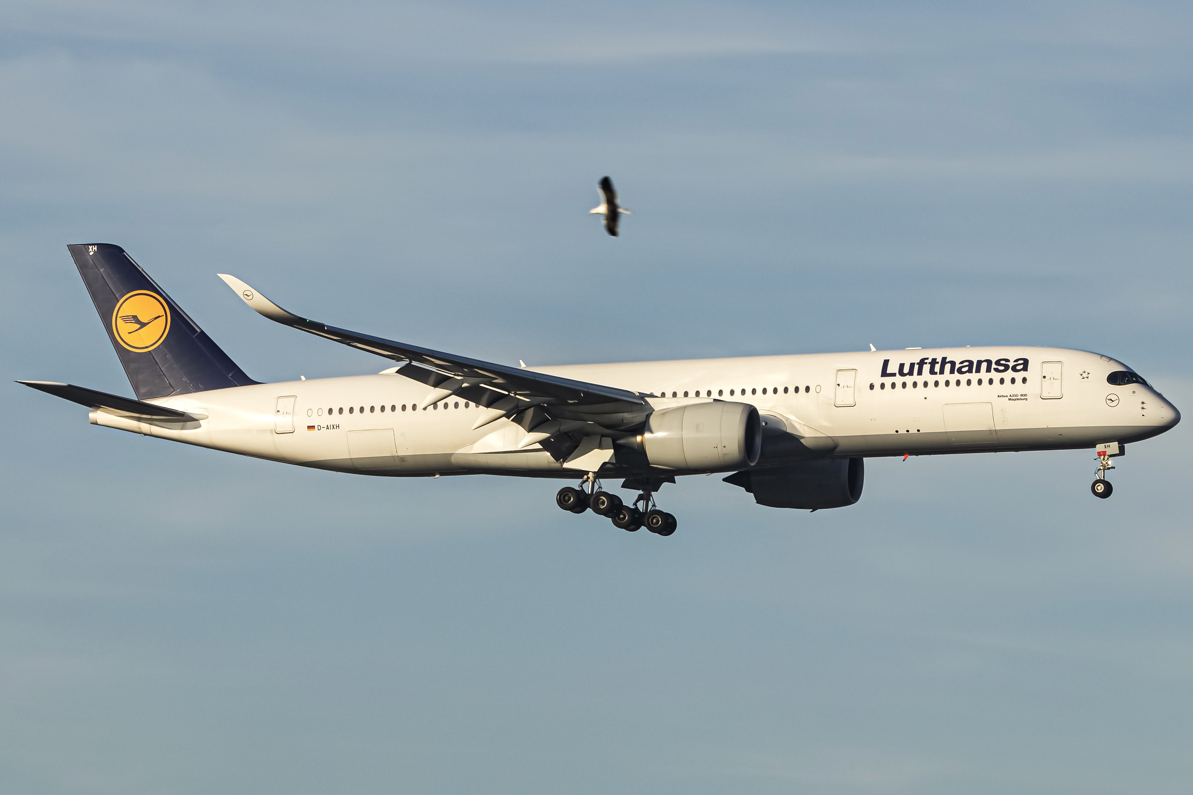 Full size: Lufthansa Airbus A350-900 D-AIXH at San Diego International Airport