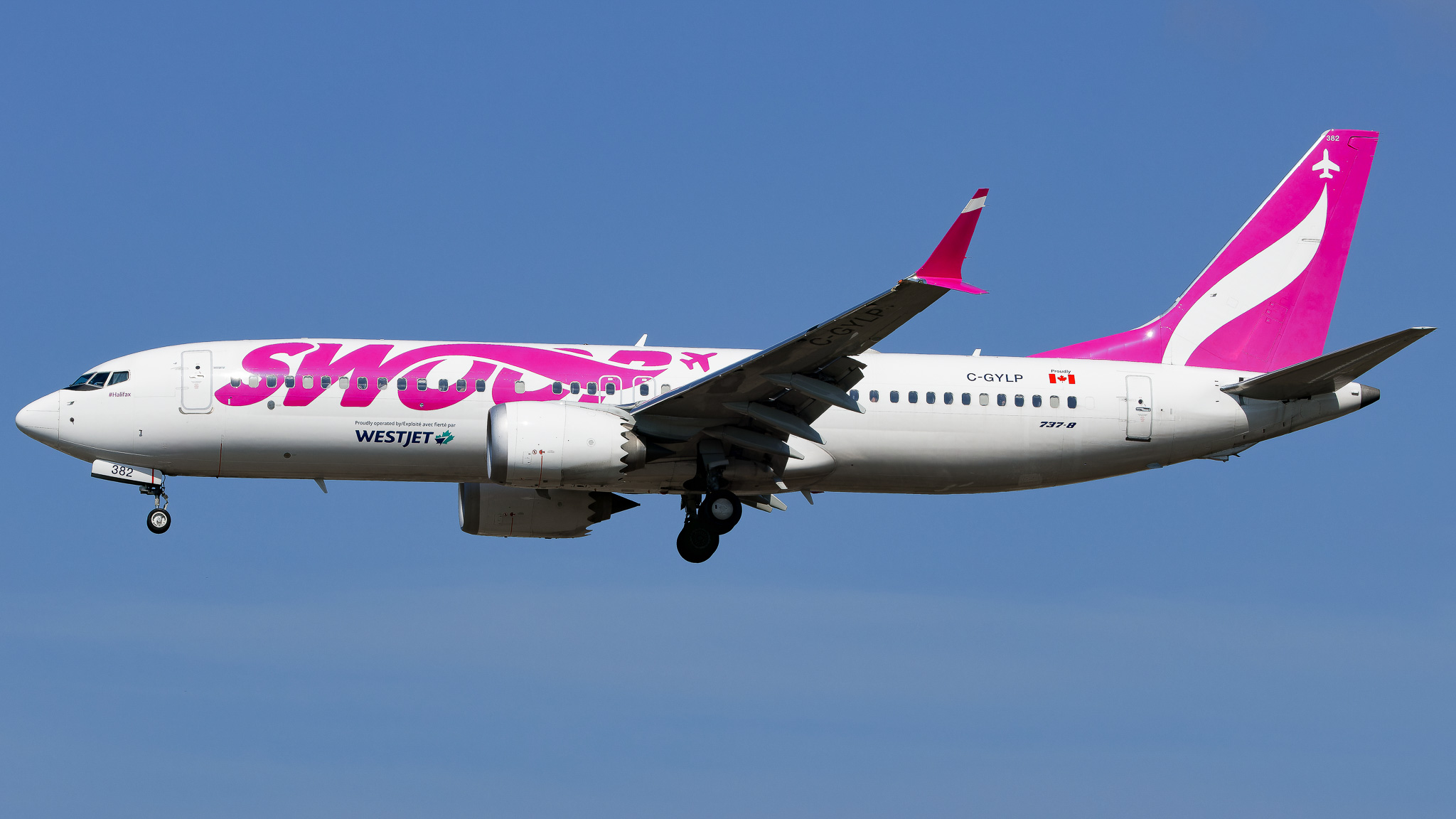 Full size: Swoop Boeing 737 MAX 8 C-GYLP at Tampa International Airport